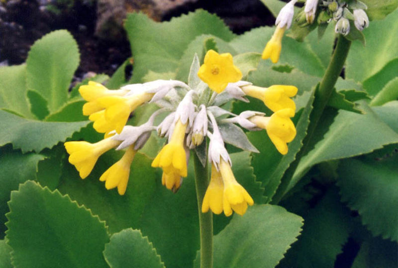 La primula palinuri
